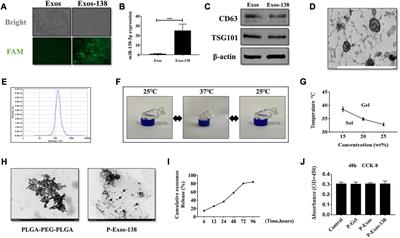 Thermos-responsive hydrogel system encapsulated engineered exosomes attenuate inflammation and oxidative damage in acute spinal cord injury